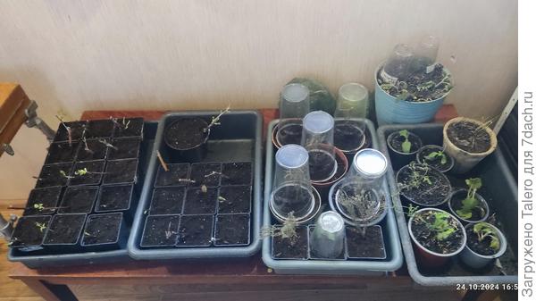 Старые и новые: спиреи, тамариски, хризантемы и кто попало