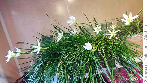 А над ними ещё одни проснувшиеся к осени