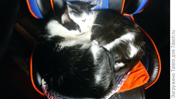 Холодает, котики снова начали спать в обнимку