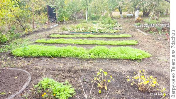 Грядки зеленеют