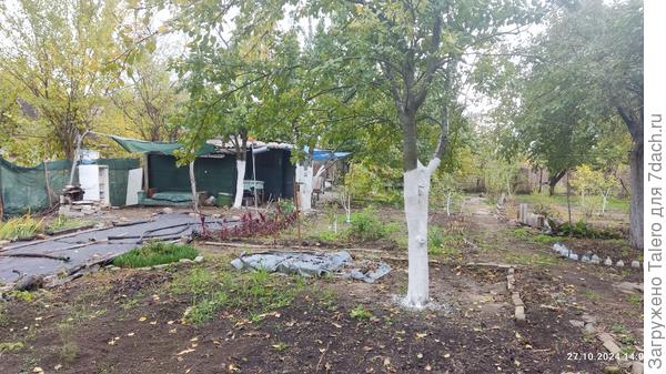 А яблоня пока осталась неохваченной