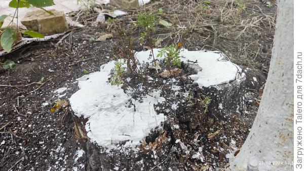 Пень с бархатцами