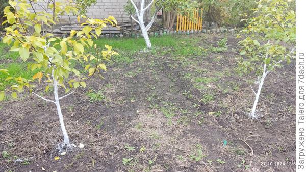 Грушевое трио