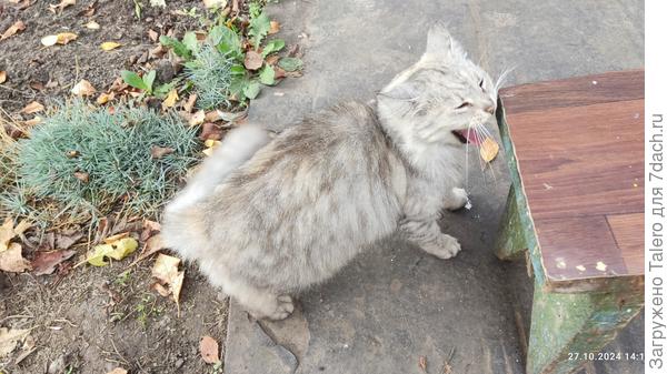 Вот примерно так