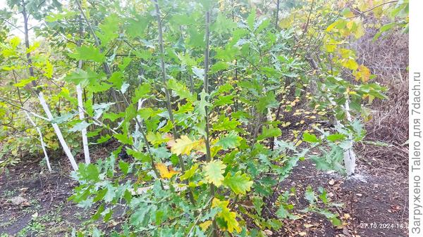 И это я ещё дуб не упомянула!