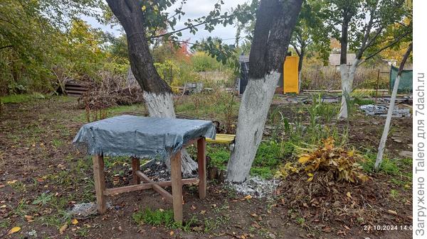 Сливовый кошмар был побелен, наверное, впервые в жизни