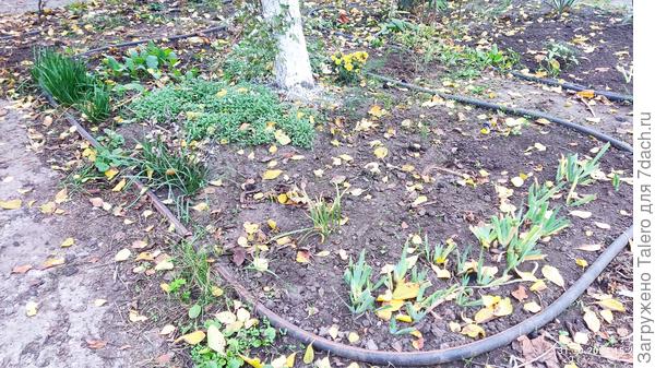 Сливовая клумба