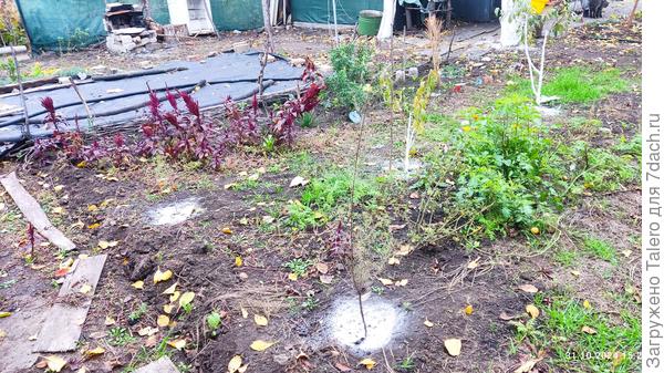 Пересаженные тамариски