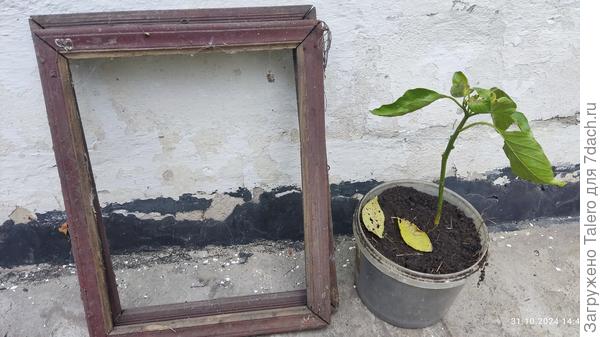 Новый питомец