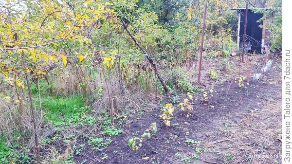 Спирейный забор