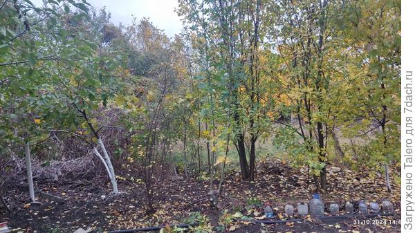 Вот такие у нас листопады