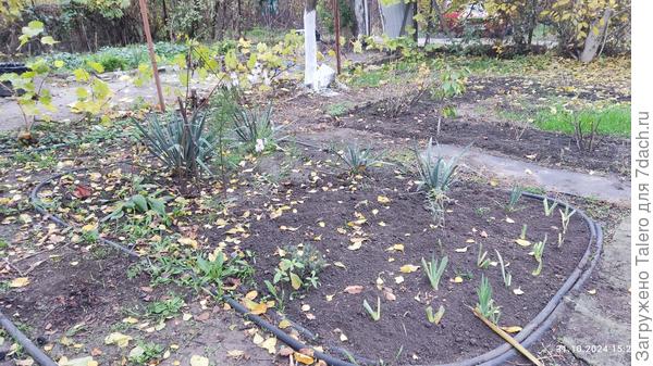 Юкковая клумба и смородиновая петля