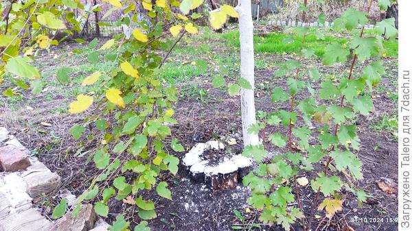 Конец бордюра и пень с бархатцами