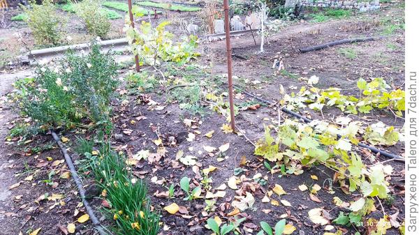 Виноградная клумба