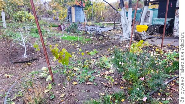 Вот этот куст очень-очень надо сильно понизить