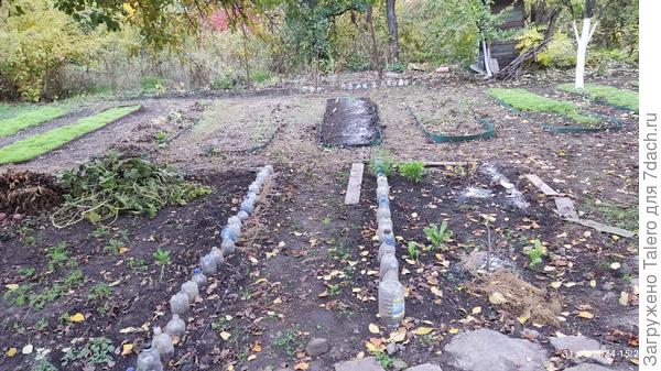 Толчёную скорлупу рассыпала где попало