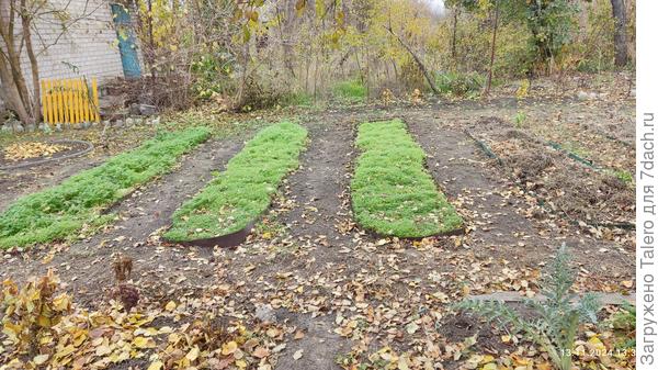 Будущие помидорные грядки — самые красивые