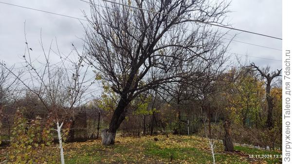 А кривая абрикоса уже совсем голая