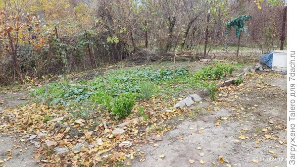 По календуле и не скажешь, что скоро зима