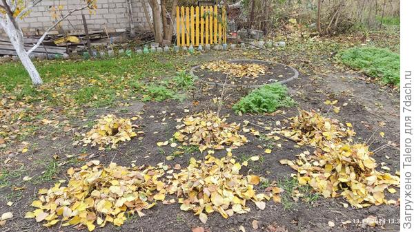 Пересаженные крыжовники погрузились в листву