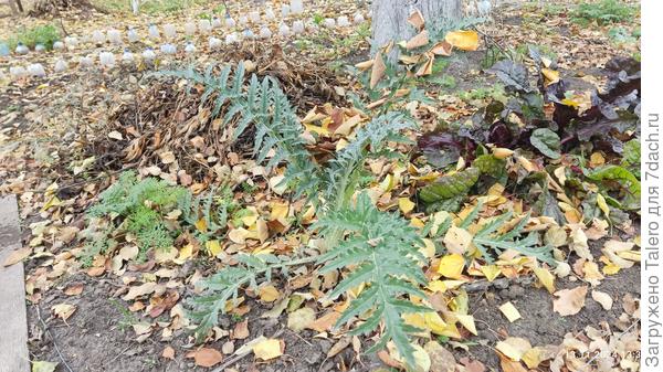 Артишок ими сам укрылся