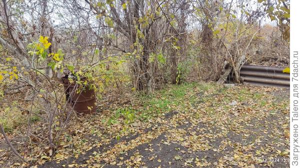 Керрии тоже на вид бодры