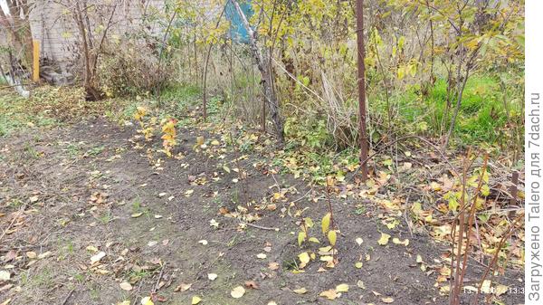 Спиреи не выглядят засохшими