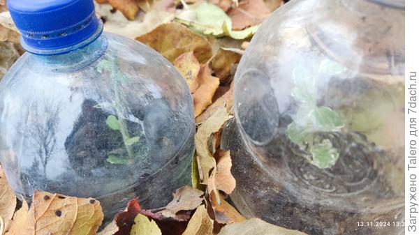 Отдельные черенки откровенно зеленеют