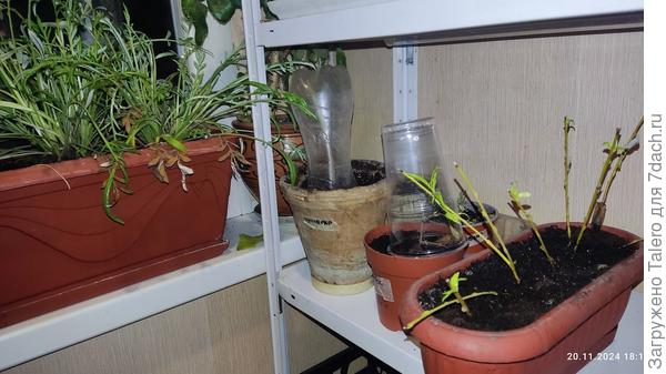 На заднем плане видцы газании