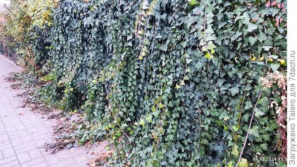 Посвящается Марине