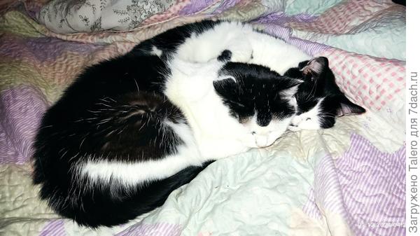 Проснулась ночью, сфоткала котов на одеяле