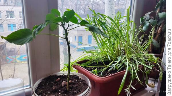 Вот они с перцем в компании