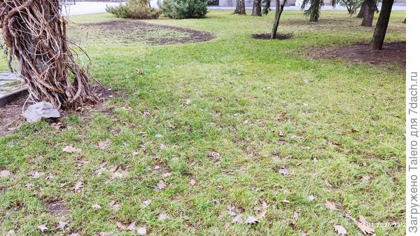 Газон зеленеет