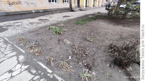 Цветочки торчат, асфальт подсох