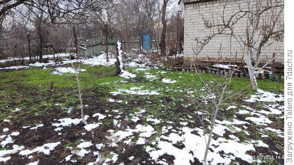 Грушки на бело-зелёном