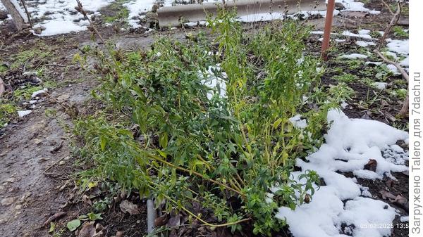 Львиному зеву всё нипочём