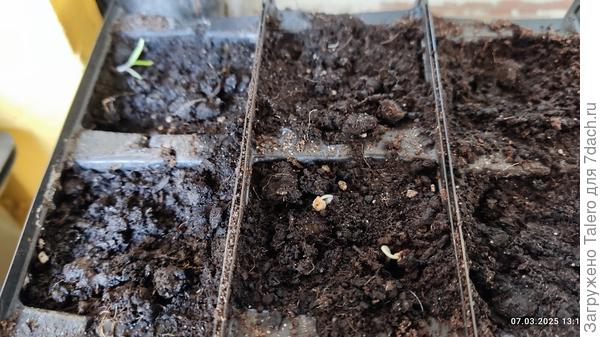 Первые несчастные росточки — в прогрессе лидирует Апельсин)))