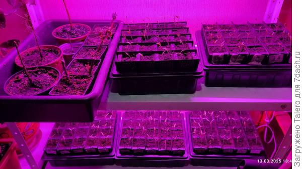 Почти весь мой нынешний огородик, пока что умещается на двух полочках