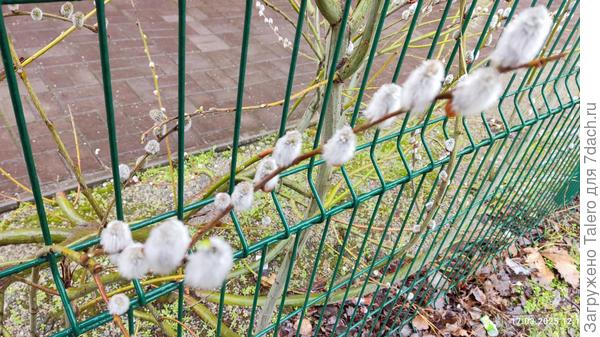 Весенние зайчики по дороге