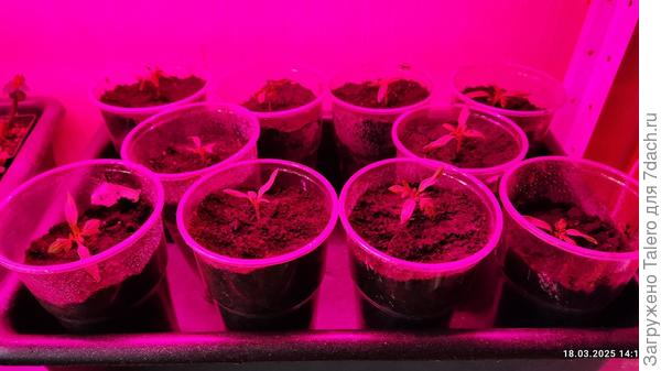 И сразу под лампу, потому что пасмурно и на подоконнике места маловато