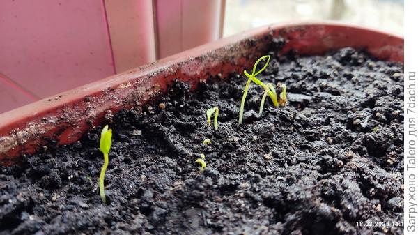 А это все мои несчастные перцы!