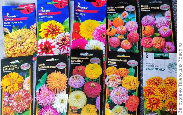 Да здравствут циннии!