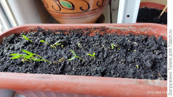 И сладкие продолжают вылезать!