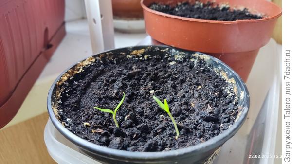 А это — острые перцы