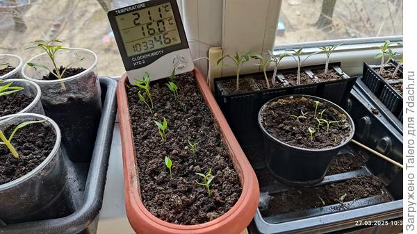 С перцами всё в порядке))