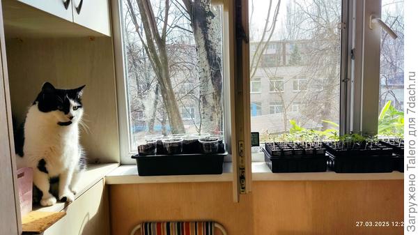 Подоконники — для рассадочки, а не для котиков!