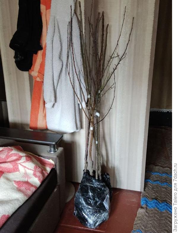 Вот такие мощные деревья