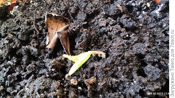 И вот жёлтый!