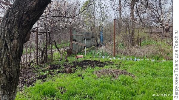 В уголке приютилась вишня-чернокорка