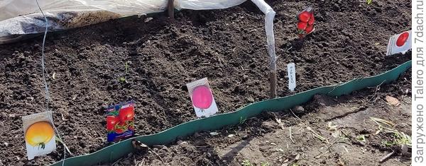 Шесть сортов))